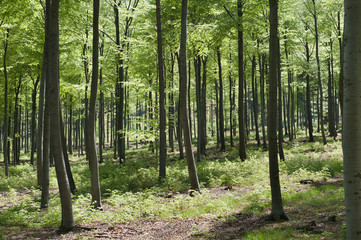 beechForest