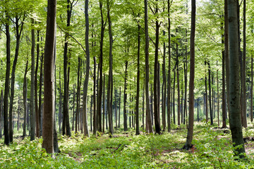 springSeasonForest