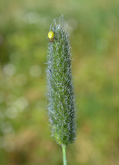 gelbe Baby-Kreuzspinne auf Wildgras