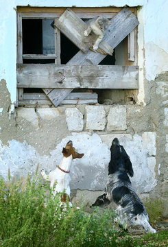 Two Dogs Chase A Cat