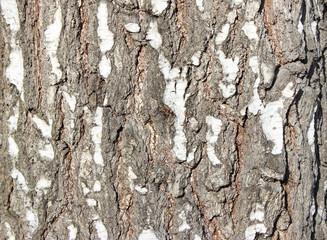 bark