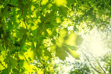 Obraz premium Morgensonne im Wald :)