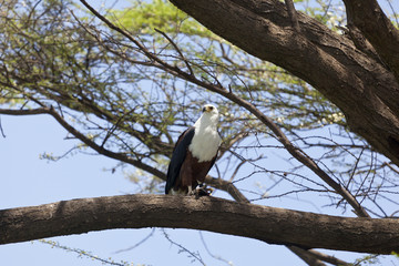 Fish Eagle at Lake Baringo, Kenya