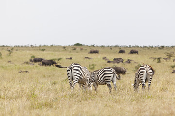 Fototapeta na wymiar Zebras and Buffalos in Kenya
