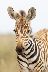 Fototapeta na wymiar Zebra Portrait in Kenya