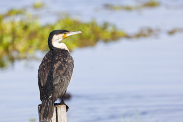 Cormorant at Lake Naivasha, Kenya