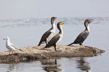 Reed Cormorants in Kenya