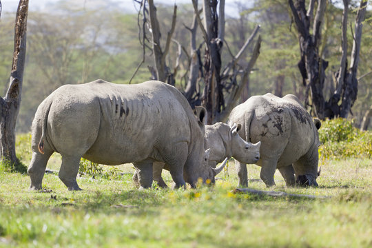 Rhino Family in Kenya