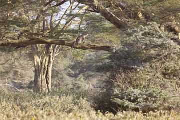 Cheetah in Kenya