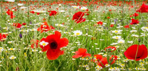 Obraz premium Klatschmohnwiese in der Pfalz :)