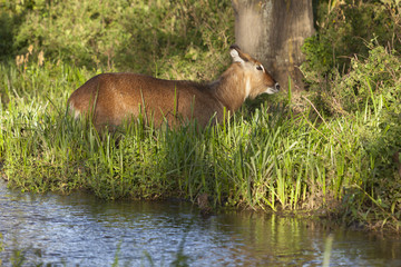 Waterbuck in Kenya