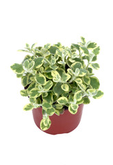 helichrysum panaché