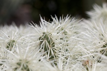 White Cactus Detail