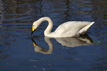 Лебедь на озере.