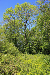 Wood in Spring
