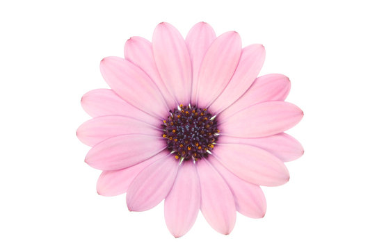 Fototapeta Pink osteospermum