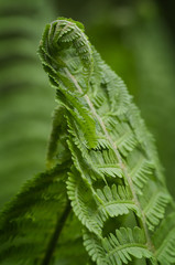 Photo of green fern growing in forest