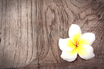 Fototapeta na wymiar frangipani on wood