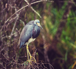 Grey heron