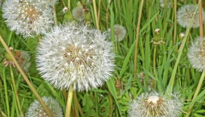 Seed heads of dandelions in a meadow