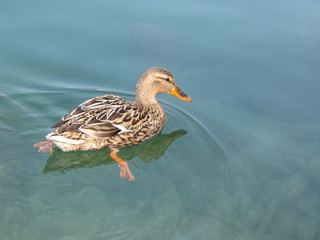 duck swims on the lake