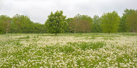 Blossoming chestnut in a meadow