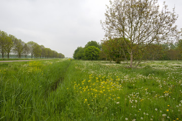 Wild flowers in a meadow in spring