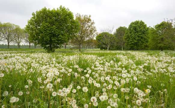 Fototapeta Blossoming chestnut in a meadow