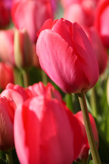 Fototapeta premium pink tulip
