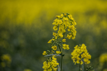 Obraz premium Oilseed Rape Flower - Rapeseed