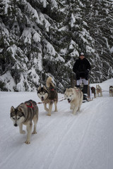 Promenade avec chiens de traineau