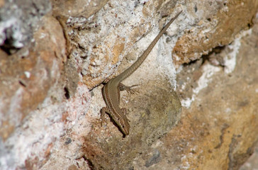 Darro lizard