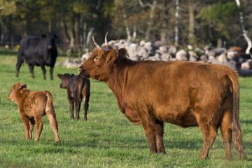 Cow and Calf