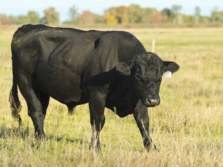 Black angus Bull