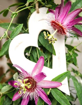 Love: Heart and passiflora violacea :)