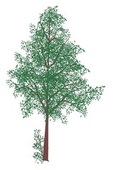 vector tree with leaves