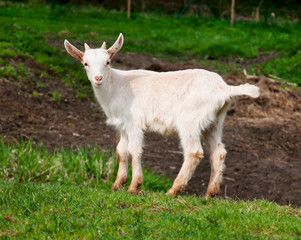 Baby goat