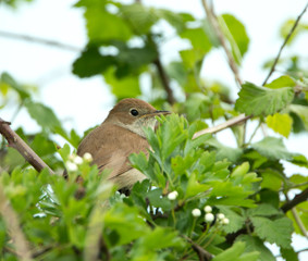 Nightingale Hidden