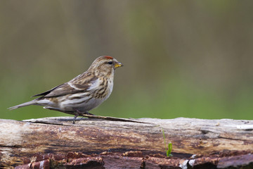 Redpoll (Carduelis flammea)