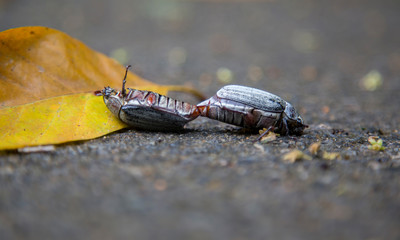 Käfer bei der Paarung