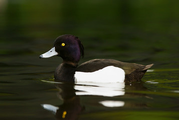 Tufted Duck, Aythya fuligula