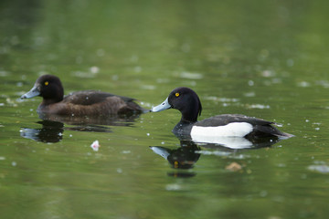 Tufted Duck, Aythya fuligula
