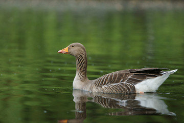 Greylag Goose, Anser anser