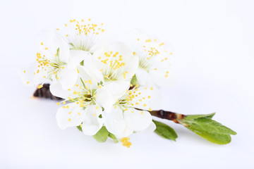 Blooming tree branch with white flowers isolated on white