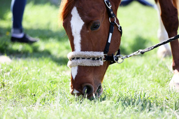 Portrait of purebred horse on nature background