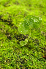 Young sprout in springtime,closeup