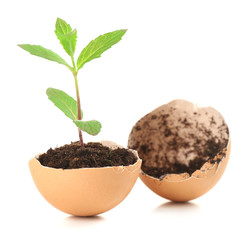 Young green plant growing in eggshell isolated on white