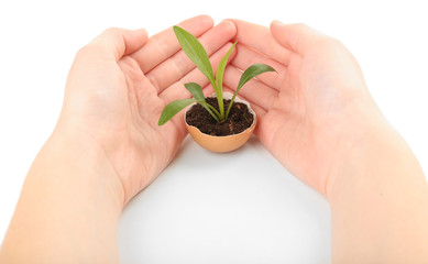 Human hands protecting young green plant in eggshell, isolated