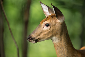 Young Deer on Alert in the Woods