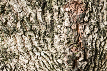 bark